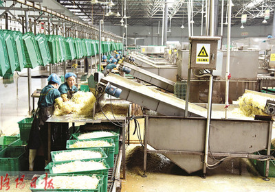 洛阳新农村蔬菜食品公司:机械化生产造“放心豆芽”